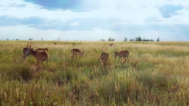 Saiga. A group of small saiga antelopes in the steppe, in a reserve in Russia