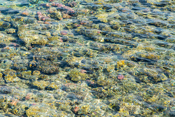 Coral under clear water. Abstract marine background. Blurry