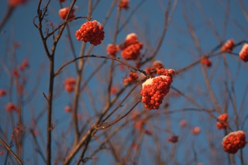 Red ashberry.  Ripe birch berries on a bush in the snow. Frosty sunny morning. Winter. Siberia