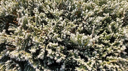 geb&uuml;sch morgen frost