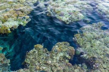 aerial landscape top view of Red sea bottom with coral reefs through aquamarine transparent water surface south tropical nature background photography. Underwater coral reef on the red sea