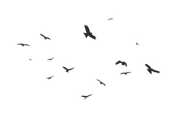 Silhouette of a flock of flying birds