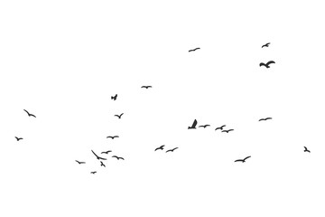 Silhouette of a flock of flying birds