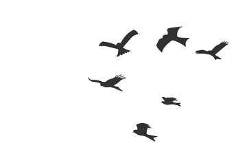 Silhouette of a flock of flying birds