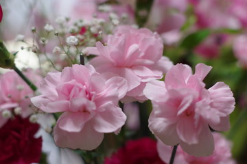 カーネーション