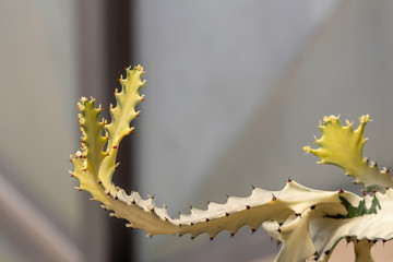 Selective focus Euphorbia lactea 'White Ghost or White Ghost Candelabra Spurge. Also known as mottled spurge,frilled fan,elkhorn,candelabra spurge.