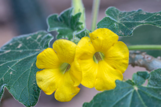Close up Uncarina peltata (Baker) Stapf plant in a garden.Selective focus yellow flower.