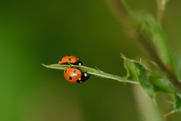 Siebenpunkt-Marienkäfer an einem Grashalm