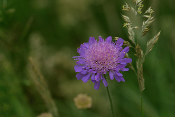 Blüte der Acker-Witwenblume (Knautia arvensis)	