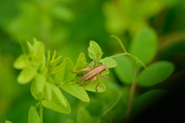 Gewöhnliche Strauchschrecke (Pholidoptera griseoaptera)