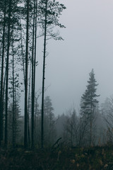 forest during a foggy winter morning. The fog is giving the forest a mystical atmosphere.
