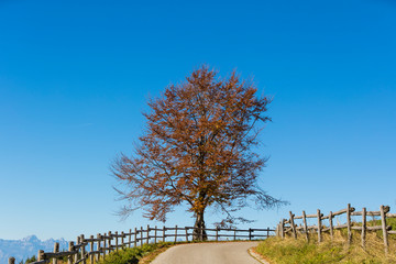 The plateau of Cansiglio in Italy
