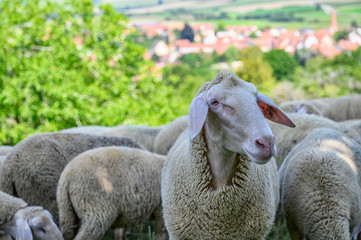Schaf das neugierig seinen Blick auf den Fotografen richtet.