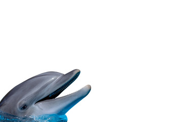 Dolphin isolated on white background