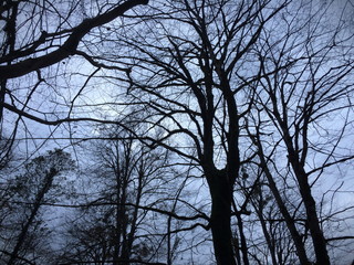 Cloudy sky of the forest