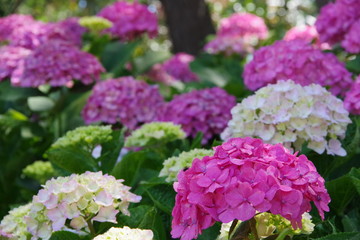 Obraz premium 紫陽花