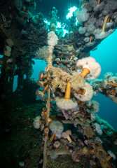 Bell Island ship wreck Newfoundland Canada