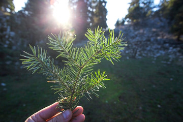 Pine leaf on the human hand with sunlight in forest.