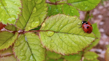 A bug on fresh leaves