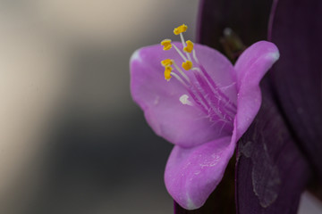 Fototapeta na wymiar Close up Flowering purple-heart flower in the garden.(Tradescantia pallida)Selective focus begonia flower.Also known as wandering jew,purple secretia,purple queen.