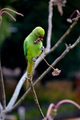 ワカケホンセイインコ5