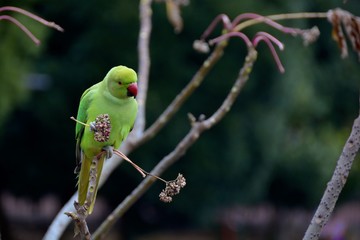 ワカケホンセイインコ4