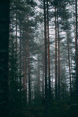 forest during a foggy winter morning. The fog is giving the forest a mystical atmosphere.