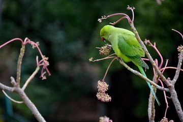 ワカケホンセイインコ１