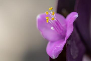 Fototapeta na wymiar Close up Purple Heart plant in the garden.(Tradescantia pallida)Also known as Purple Secretia,Purple Queen.
