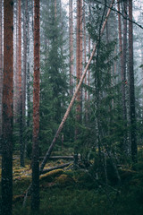 Obraz premium forest during a foggy winter morning. The fog is giving the forest a mystical atmosphere.