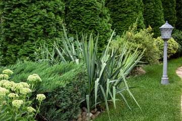 A flowerbed in the backyard where yucca, juniper tui and honeysuckle grow.