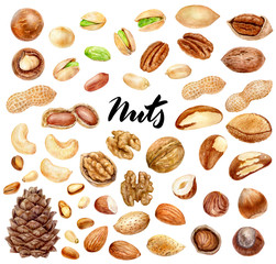 Nuts big set composition watercolor isolated on white background