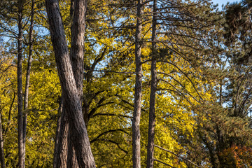 Autumn colors on the trees leaves in the nature