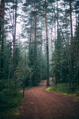 Obraz premium forest during a foggy winter morning. The fog is giving the forest a mystical atmosphere.