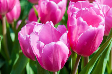 Closeup of pink tulips flowers with green leaves