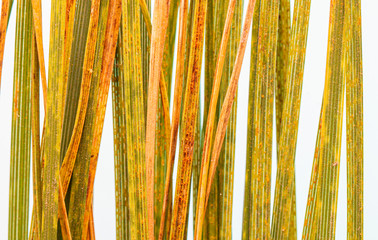 Samples of the stems of the cereal plant are affected by pyrenophora tritici-repentis fungus