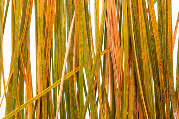 Samples of the stems of the cereal plant are affected by pyrenophora tritici-repentis fungus