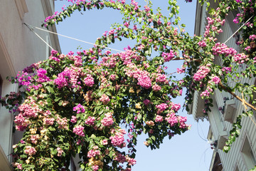 outdoor flowering plants between houses