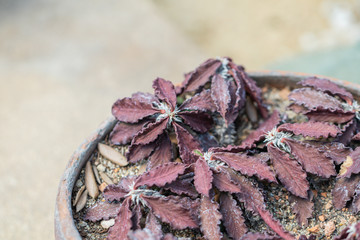 Close up Euphorbia decaryi plant in a pot.