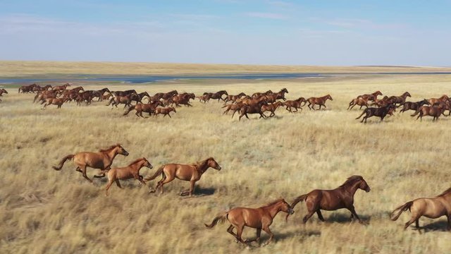 Mustangs. Wild horses galloping in the steppe, aerial view