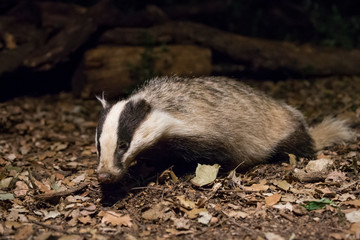 Badger touring the forest at night.