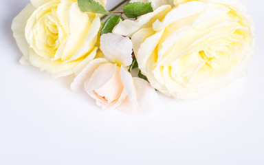 Romantic banner, delicate white roses flowers close-up. Fragrant crem yellow petals