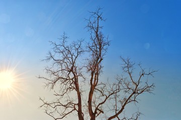 tree against blue sky and sunlight background