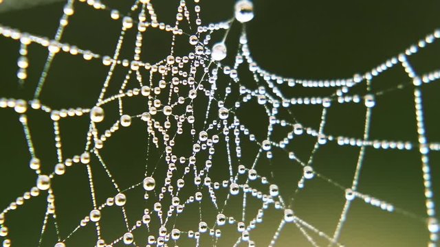 Pure transparent dew drops on thin threads of a cobwebs trembling in the morning wind. Footage macro.