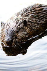 Wachusett Reservoir Hike