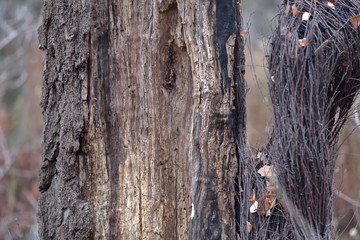 The textured surface of the bark of the old perennial deciduous tree