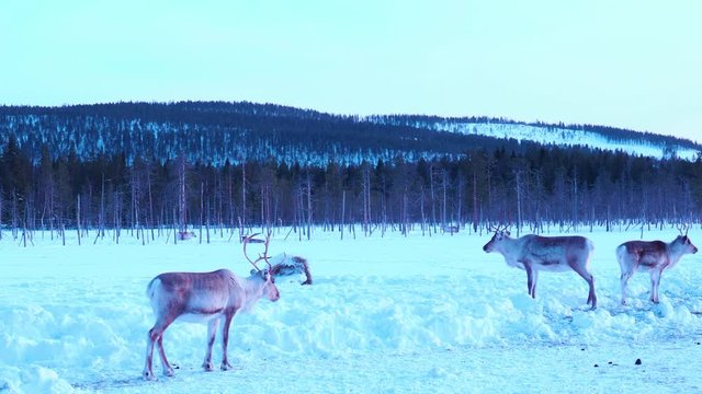 Finnish forest reindeer herd in Snowy Lapland. Rangifer tarandus fennicus