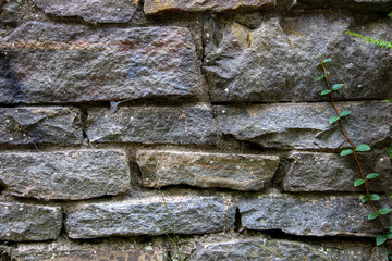 Weathered stone wall close up with climbing vine
