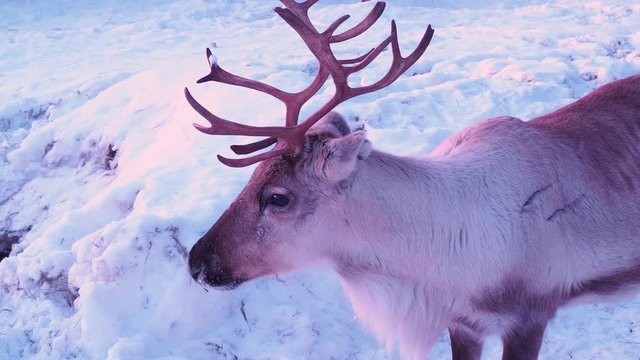 Finnish forest reindeer herd in Snowy Lapland. Rangifer tarandus fennicus