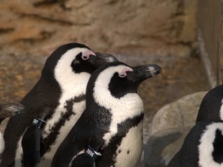 ANIMALS1